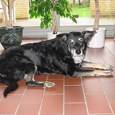 Blanding af racer Sif *R.I.P.*