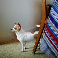 Chihuahua Dyrlægegårdens Puk