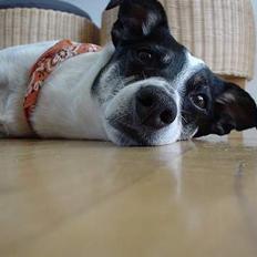 Dansk svensk gaardhund Bimmer