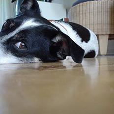 Dansk svensk gaardhund Bimmer