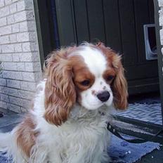 Cavalier king charles spaniel Joko