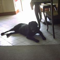 Labrador retriever Max