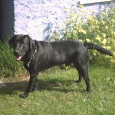 Labrador retriever Max