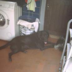 Labrador retriever Max