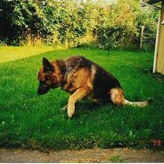 Schæferhund Buster *R.I.P.*