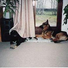 Schæferhund Buster *R.I.P.*