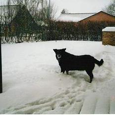 Blanding af racer Sif *R.I.P.*
