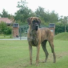 Grand danois Cleo *DØD*