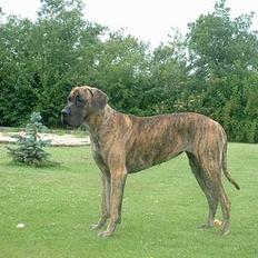 Grand danois Cleo *DØD*