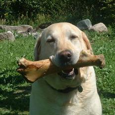 Labrador retriever Wakey *DØD*