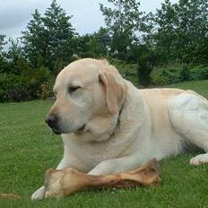 Labrador retriever Wakey *DØD*