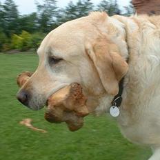 Labrador retriever Wakey *DØD*