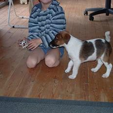 Glathåret foxterrier nørlunds cocio