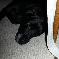 Labrador retriever Basse/Trunte