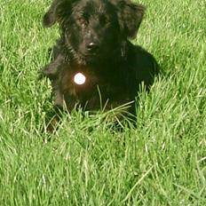 Blanding af racer Baloo