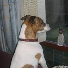 Dansk svensk gaardhund Sitta