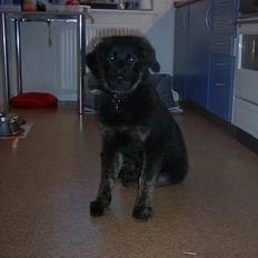 Blanding af racer Baloo