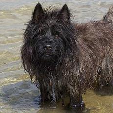 Cairn terrier Victor