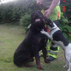 Rottweiler conrad    død d.27.9.06