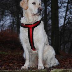 Golden retriever Joy