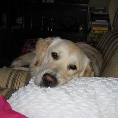 Golden retriever Joy