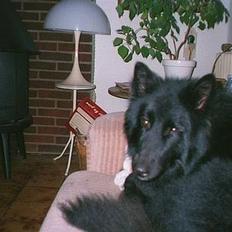 Groenendael Si Stells Exon