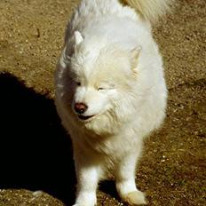 Samojedhund Freja (Dancing Duchess)
