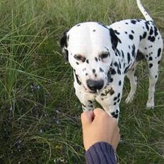 Dalmatiner Rocky (aflivet)