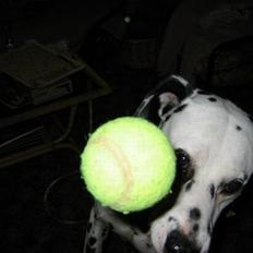 Dalmatiner Rocky (aflivet)