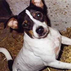 Dansk svensk gaardhund Trunde