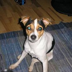 Dansk svensk gaardhund Vif