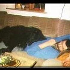 Groenendael Elmelys Bølle (Zorro)