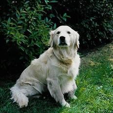 Golden retriever Leregårdens Luck 