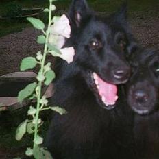 Groenendael Elmelys Bølle (Zorro)