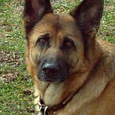 Schæferhund Freja