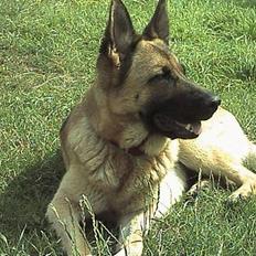 Schæferhund Freja