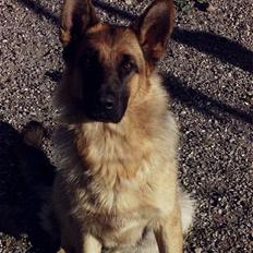 Schæferhund Lilliendahl Lottie