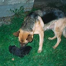 Schæferhund Lilliendahl Lottie