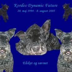 Kerry blue terrier Kordes Dynamic Future