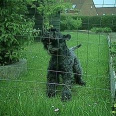 Kerry blue terrier Kordes Dynamic Future