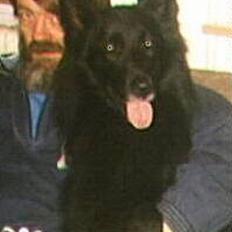 Groenendael Elmelys Bølle (Zorro)