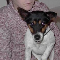 Dansk svensk gaardhund Puk