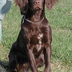 Langhåret hønsehund Gypsy