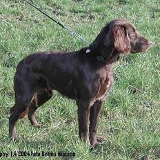 Langhåret hønsehund Gypsy