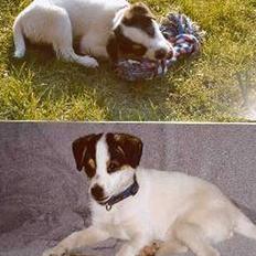 Dansk svensk gaardhund Batmann