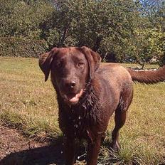 Labrador retriever Tenna