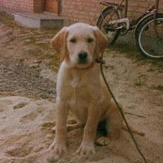 Labrador retriever Trold (Død)