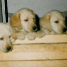 Labrador retriever Trold (Død)