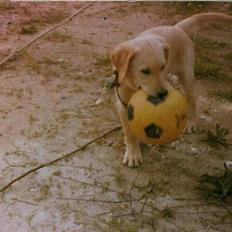 Labrador retriever Trold (Død)