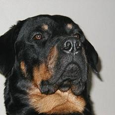 Rottweiler Balder